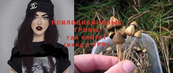 хмурый Аркадак