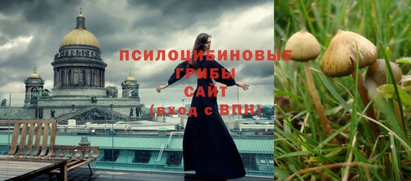 хмурый Аркадак